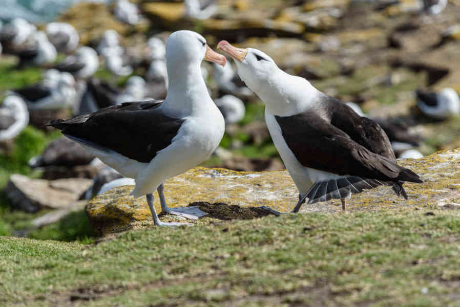 Albatros de Ceja Negra - islas Falkland o Malvinas  05.jpg